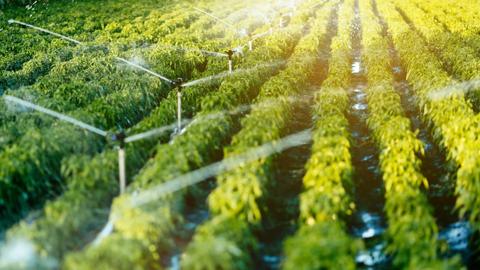 Sprinklers spraying water across rows of green crops in low sunlight.
